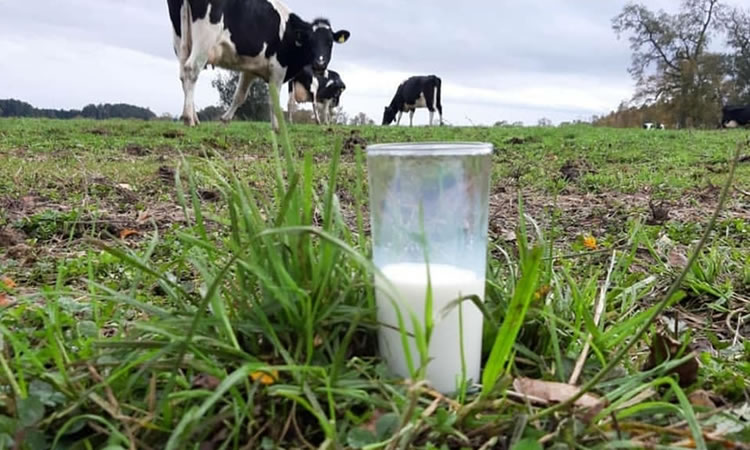 Investigadores de INIA Remehue dan a conocer propiedades nutricionales y saludables del consumo de lácteos