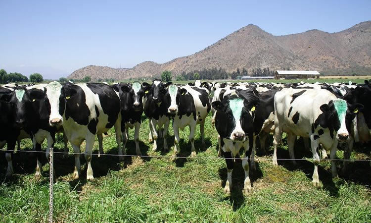 Productores de leche buscaran recuperar niveles de exportaciones y ven oportunidad por escasez en EE.UU. 