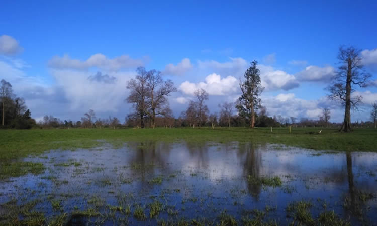 INIA entrega recomendaciones para enfrentar intensas lluvias en Los Lagos y Los Ríos  