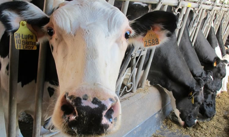 Inflación y altos costos ponen un freno a la producción de leche mundial 