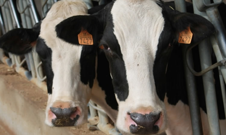 La producción de leche en la UE cae un 1% en marzo