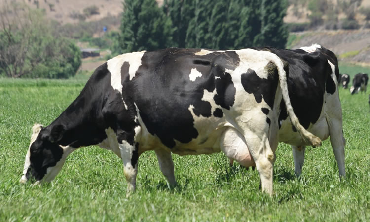 Recepción nacional de leche cruda acumula caída de 0,4% al mes de abril 