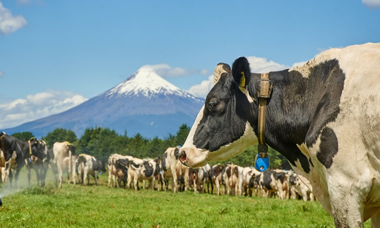 Precio al productor anota avance de 8,1% entre enero-abril  