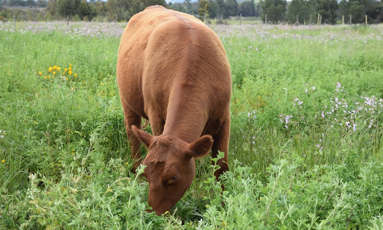 Alfalfa se transforma en una alternativa forrajera para el secano