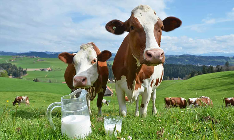 Nada mejor que un buen vaso de leche… ¡de vaca!