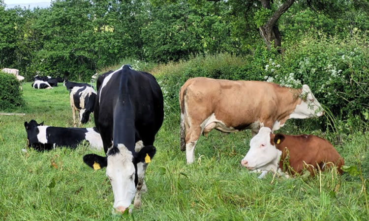 Lecheros en Nueva Zelanda pueden pagar impuestos por eructos de vacas 