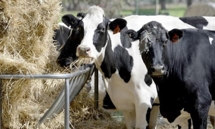 La producción mundial de leche se desacelera en las 'siete grandes' regiones exportadoras de lácteos