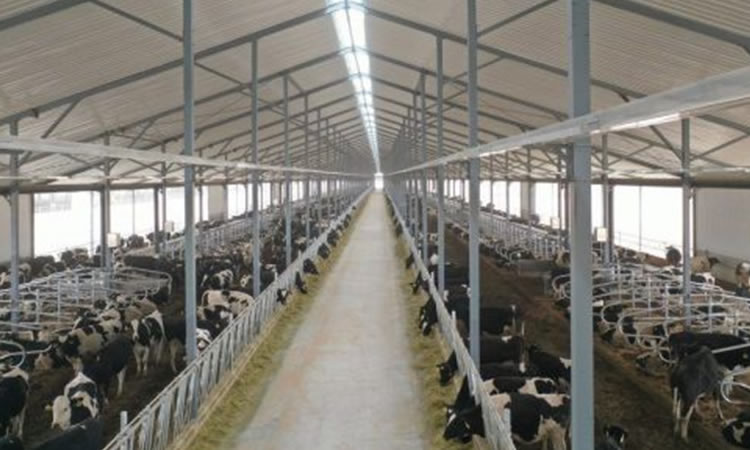 Costos más altos y la incertidumbre frenarán en China la producción de leche cruda en 2022