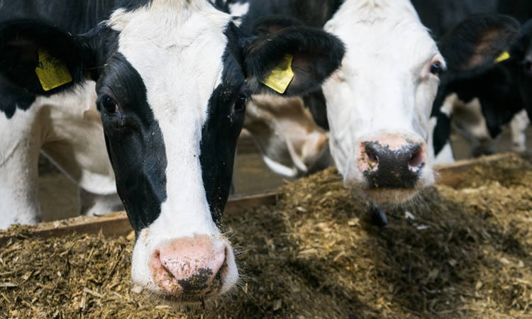Mejor precio de los lácteos no repercutió en aumento productivo