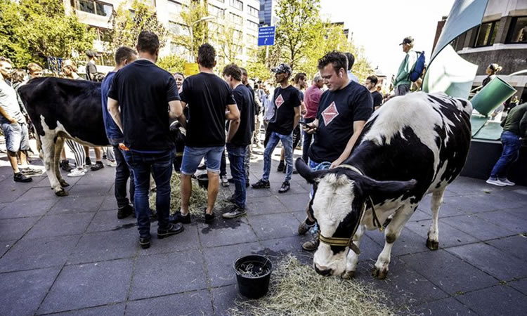 Agricultores holandeses llevan vacas al parlamento para protestar por los recortes de nitrógeno