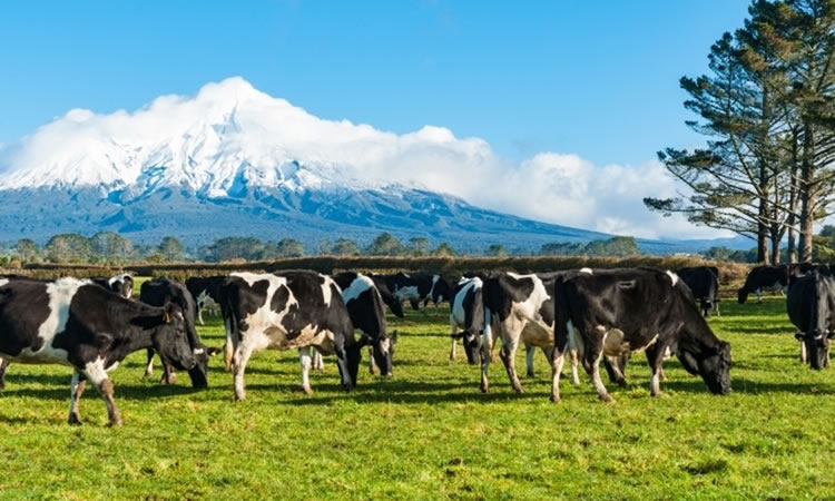 Otro ejercicio negativo para la producción de Nueva Zelanda