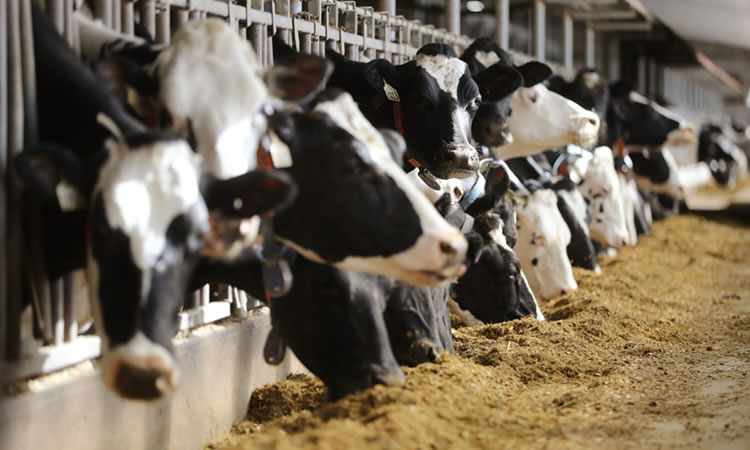 Europa: la producción de leche sigue siendo desalentadora