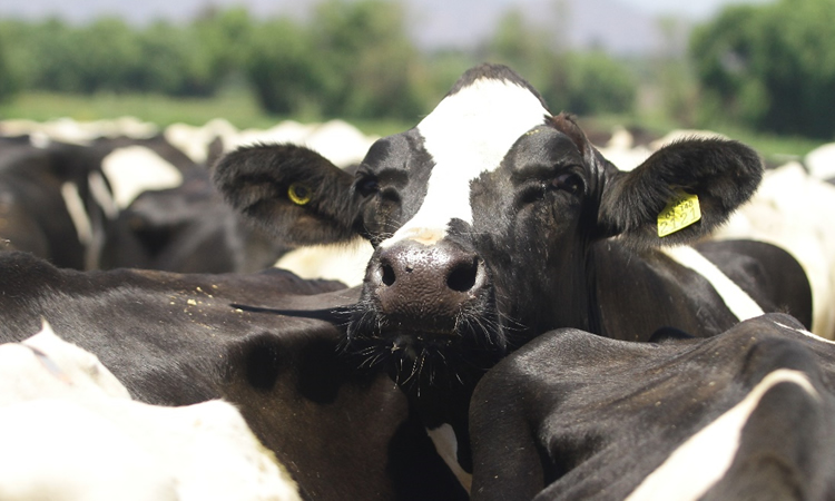 Situación regional: Producción de leche cruda cierra con resultado mixto al primer cuatrimestre 