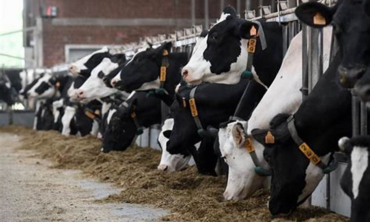 El USDA dice que la producción de leche de la UE se está reduciendo