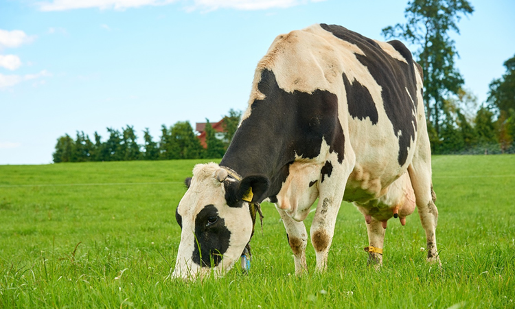 Cómo apuntar hacia una producción de leche sustentable