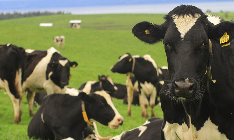 La producción mundial de leche se obstaculiza por costos de insumos récord y problemas con el clima - NZ
