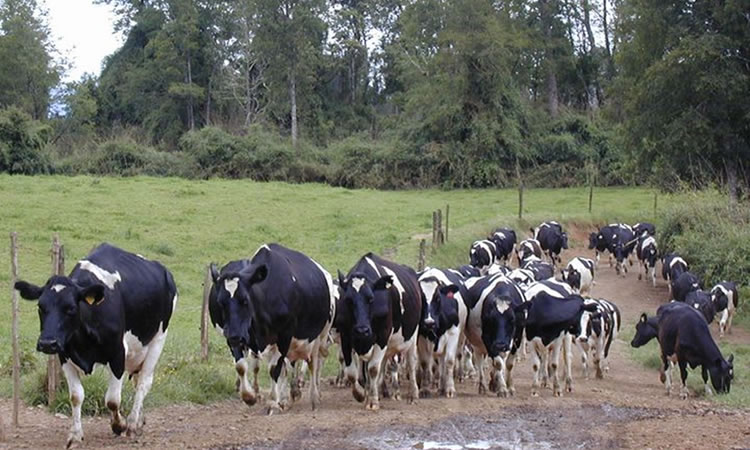 Recepción nacional de leche cierra al mes de mayo con leve alza  