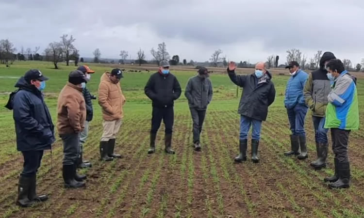 Productores de leche de la Región de La Araucanía visitaron INIA Remehue