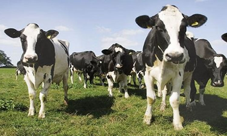 La producción mundial de leche se desacelera a mayo 