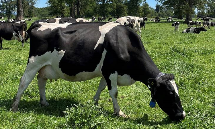 Producción de leche cruda mantiene a mayo un comportamiento mixto en regiones 