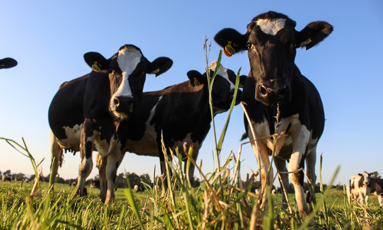 El precio de la leche al productor mejoró un 8,6% entre enero y mayo 