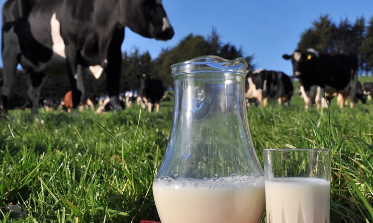 Expertos de la Universidad de Chile destacan fortificación de la leche con Vitamina D