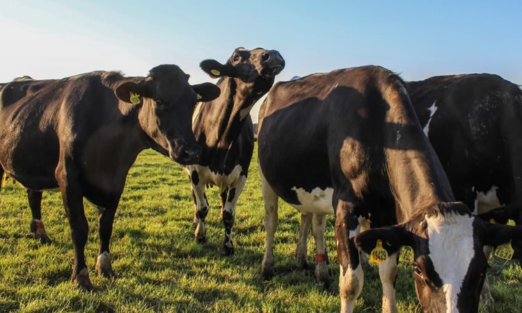 Los nuevos estándares de sustentabilidad de Chile y el impacto en los lácteos