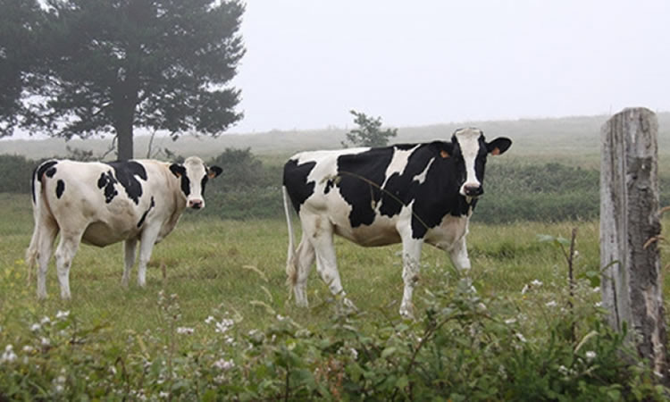 AHDB- La producción mundial de leche podría caer 0,5% en 2022