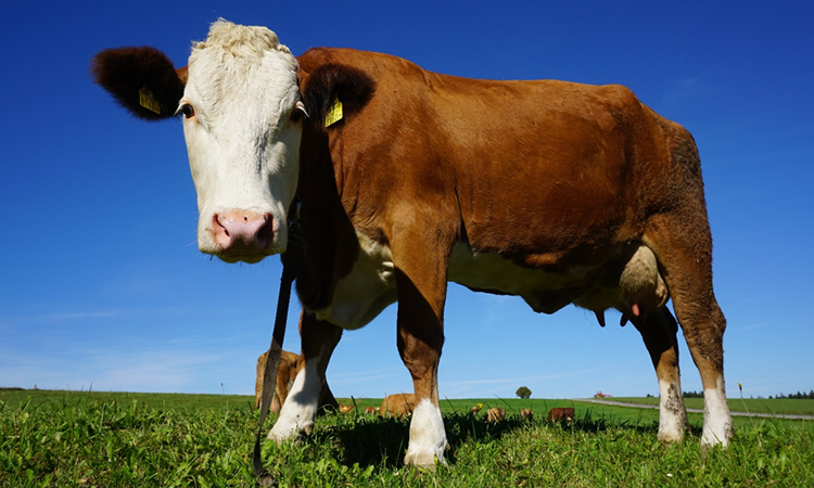 "La producción animal enfrenta, probablemente, uno de los momentos más complejos de su historia"