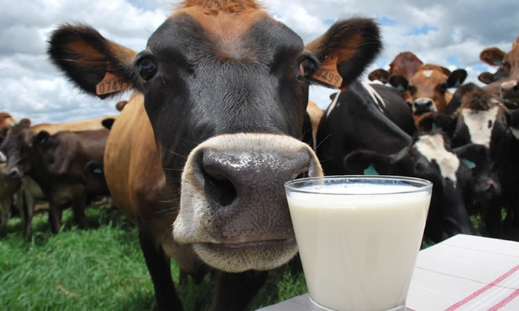 Sube en julio el queso, la leche en polvo y cae la mantequilla, según el IPC de los lácteos 
