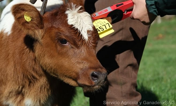 SAG llama a realizar la Declaración de Existencia Animal