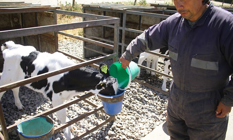 Capacitarán a asesores de predios lecheros para certificar producción más limpia