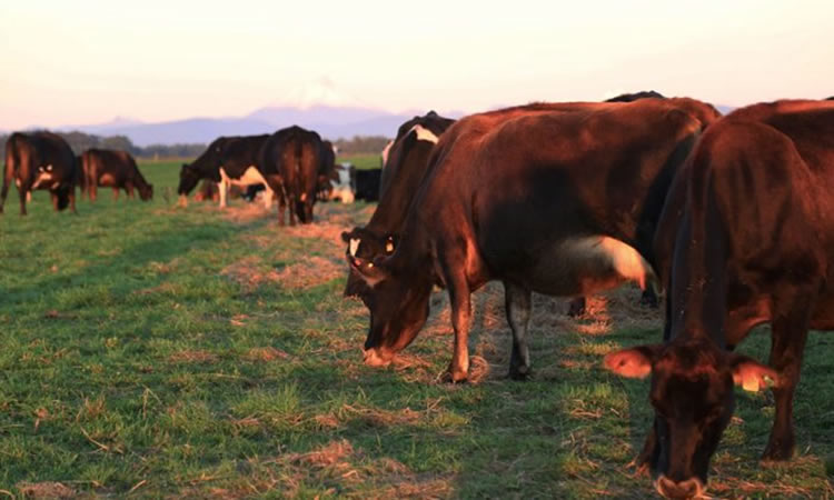 Demanda de lácteos en invierno es suplida por modelo lechero complementario