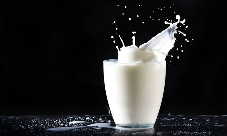 Los antiguos humanos consumían leche mucho antes de poder digerirla