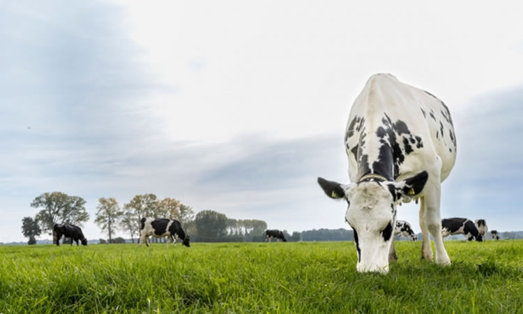 Producción Mundial: Desde finales de 2021, el suministro de leche se ha reducido