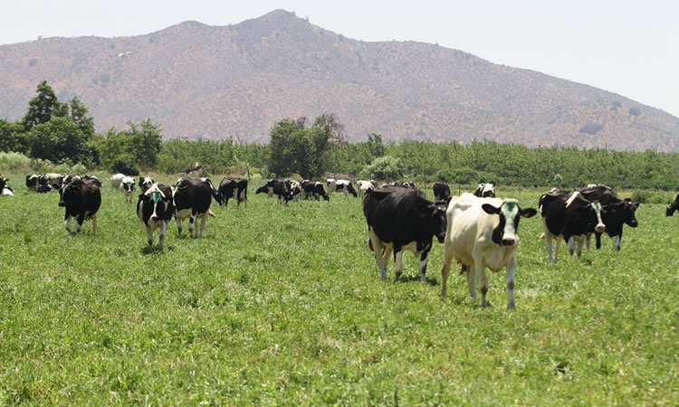 Lecheros disconformes con primer anuncio de bono de primavera