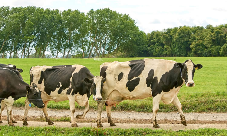 Expectación gremial por encarecimiento de insumos y baja en la producción este 2022