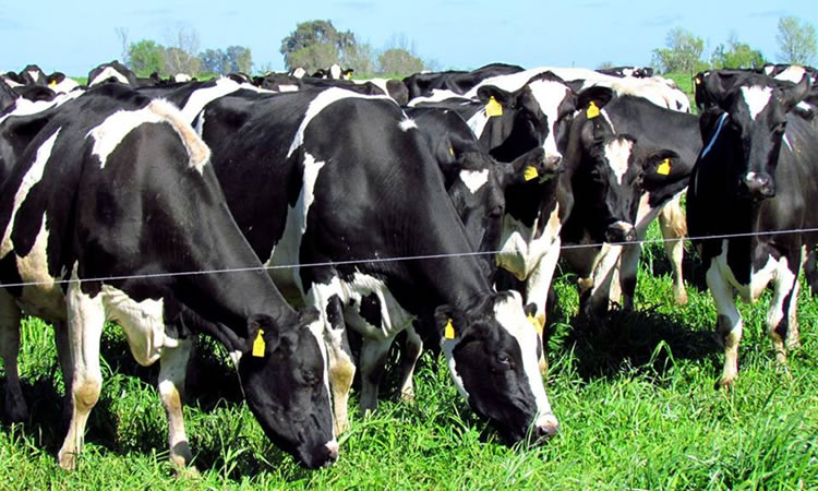 3 consejos para una producción de ganado de leche exitosa