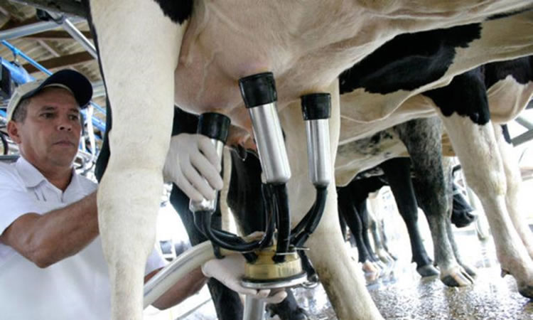 Brasil: Hay caída récord en la recolección de leche en el primer semestre