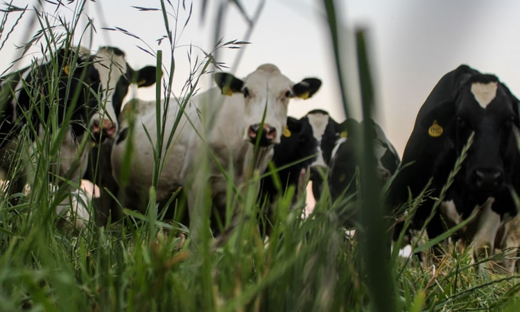 Producción de leche disminuye y costos se mantienen altos