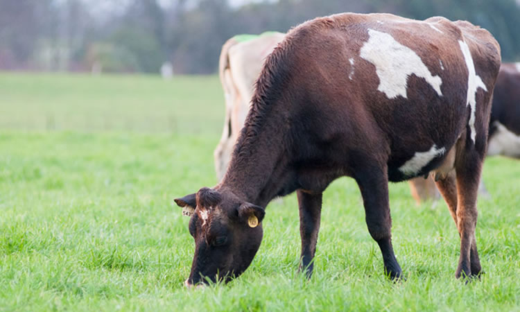 Congreso SOCHIPA abordará la producción animal y las estrategias frente a los nuevos desafíos mundiales