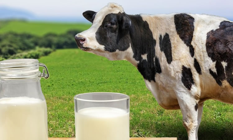 Mitos deslactosados: Ni la leche de vaca engorda, ni la bebida de almendras es leche
