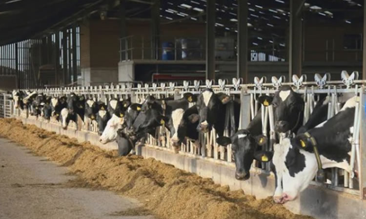 Escenario mundial de producción de leche, cambios en la trayectoria