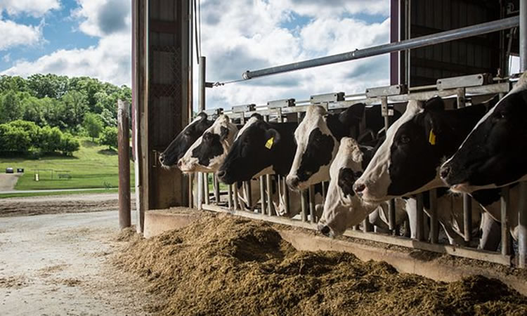 Las exportaciones de productos lácteos de EE.UU. se disparan en junio, subiendo un 9%
