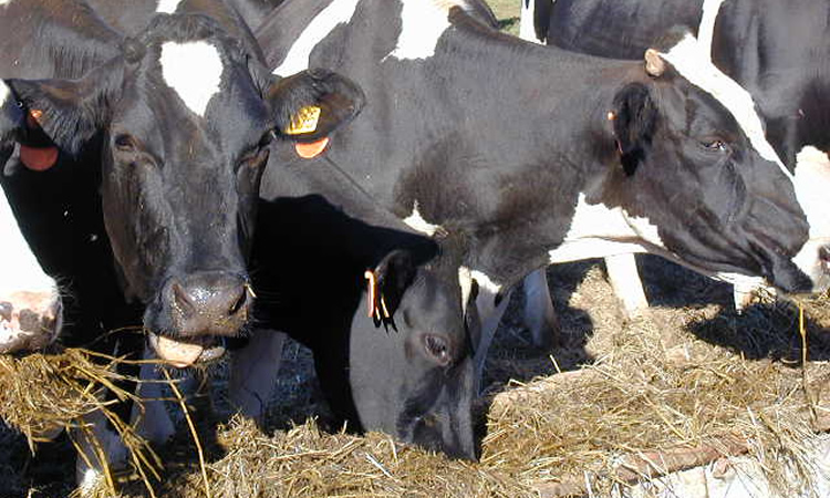 Agricultores muestran preocupación por la escasez de medicamentos e insumos veterinarios 