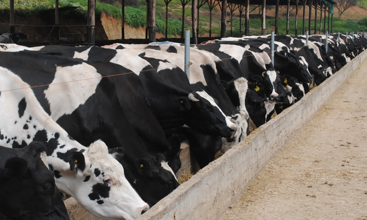 Producción de leche disminuye y costos se mantienen altos