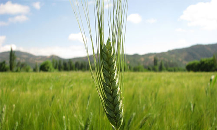 El presente y futuro de las nuevas variedades de trigo
