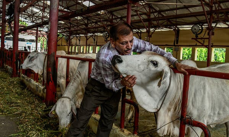 India, titán de los lácteos, estudia cómo lograr que la leche fluya en un mundo más caliente