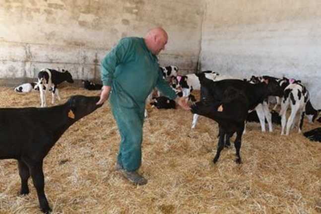 Por la inflación, ganaderos de toda España venden sus reses menos productivas 