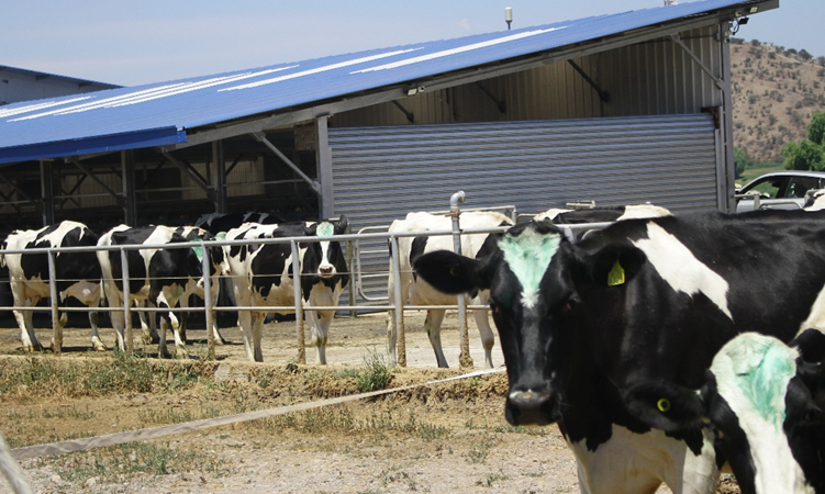 Recepción nacional de leche cruda cae un 4,5% en julio de 2022, con la mayor parte en regiones a la baja